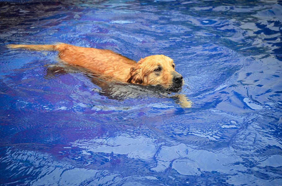 Dog, Pool, Labrador, Water, Animal, blue, one animal, no people HD wallpaper
