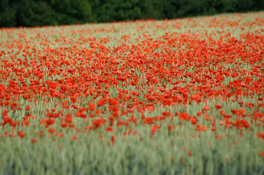 poppy, brightly colored, spring, flower, nature, field, garden, HD wallpaper