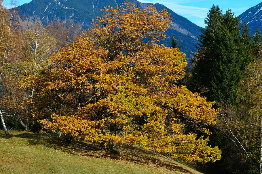 beech, tree, forest, mountains, plant, beauty in nature, autumn HD wallpaper
