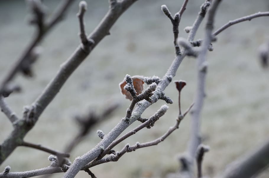 Frost, Tree, Buds, Branches, Plant, garden, frozen, autumn HD wallpaper