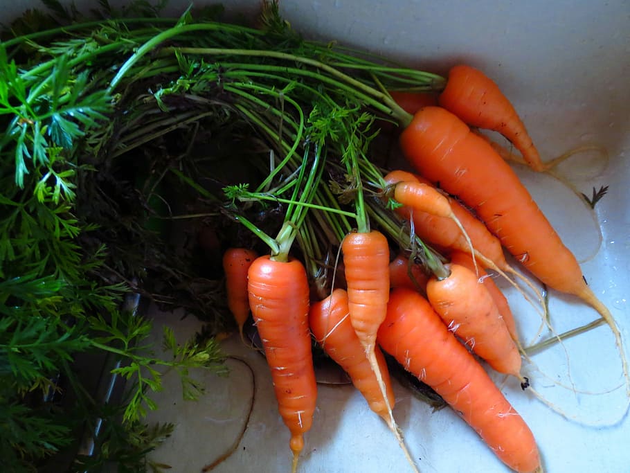 Fresh carrots, green, ingredient, ingredients, orange, vegetable, HD wallpaper