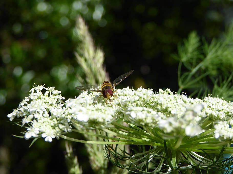 Insect, Fly, Bee, Flowers, Wing, Macro, animals, close, nature HD wallpaper