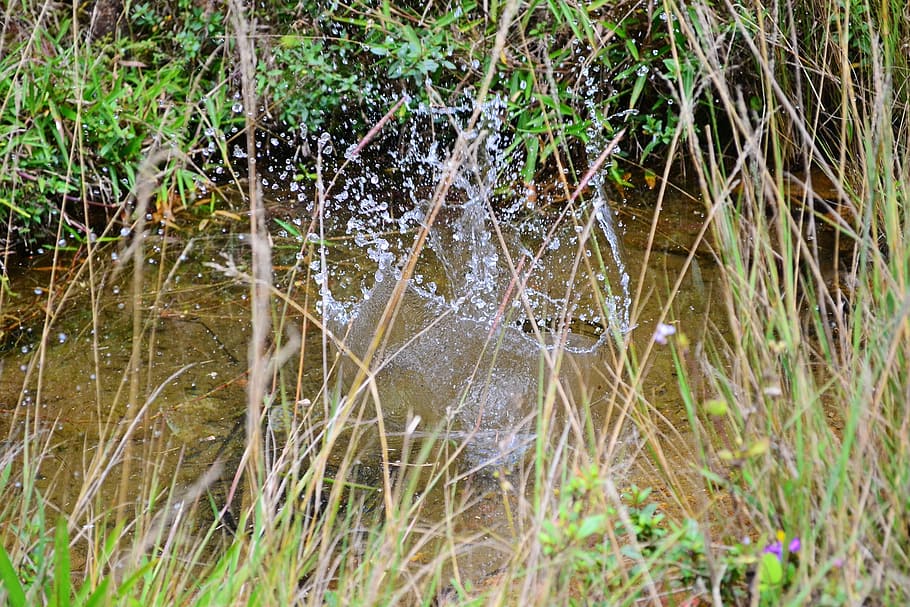 water splash, clear water, spring, stream, crystal clear, pure HD wallpaper