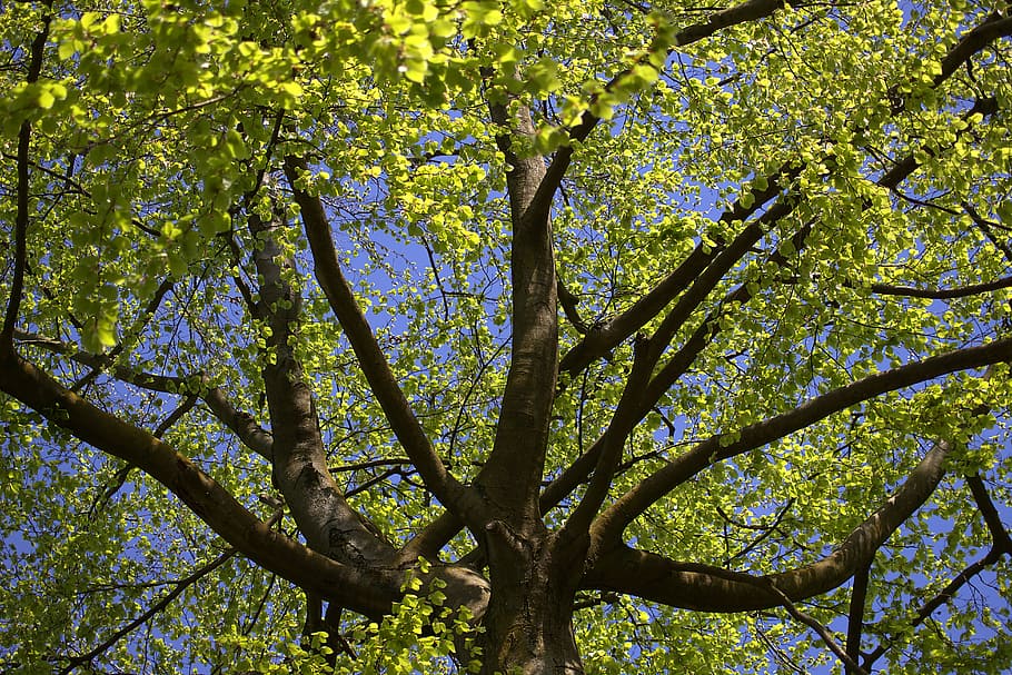 tree, crown, green, leaves, trunk, tree branch, spring, light green HD wallpaper