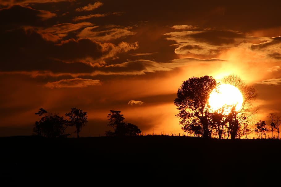 silhouette photo of tree, sunset, dramatic, orange sky, silhouetts tree HD wallpaper