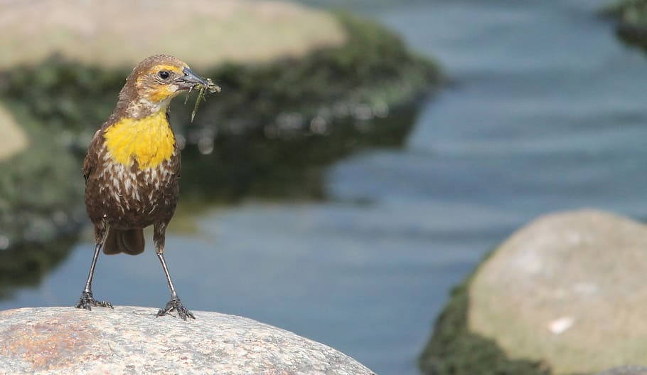 Western Meadowlark, Bird, Sturnella, yellow, songbird, north dakota, HD wallpaper