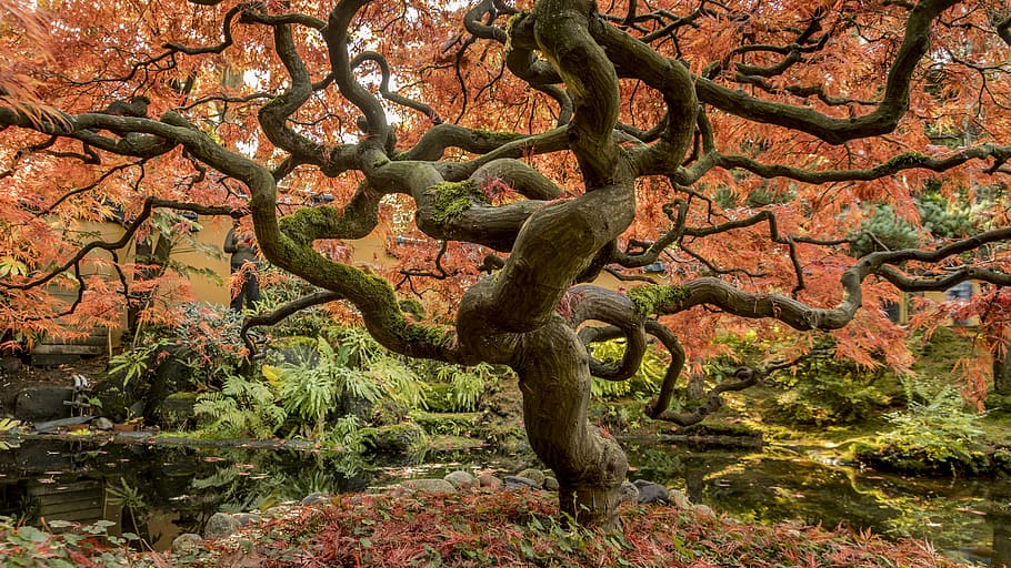 pink sakura tree at day time, orange leafed tree, woodland, forest HD wallpaper