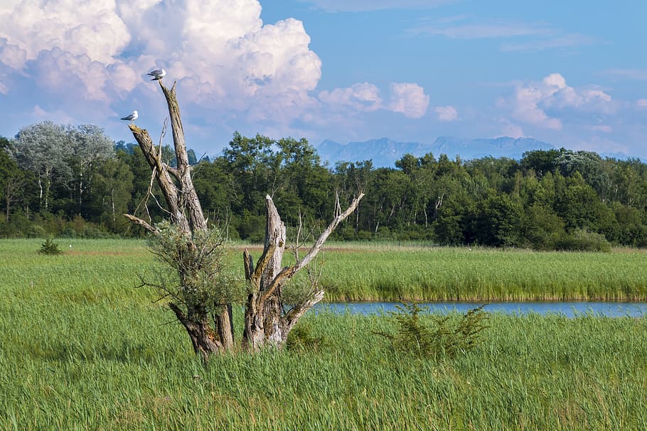 Reed, Tree, Landscape, Water, Forest, evening, nature, gulls HD wallpaper