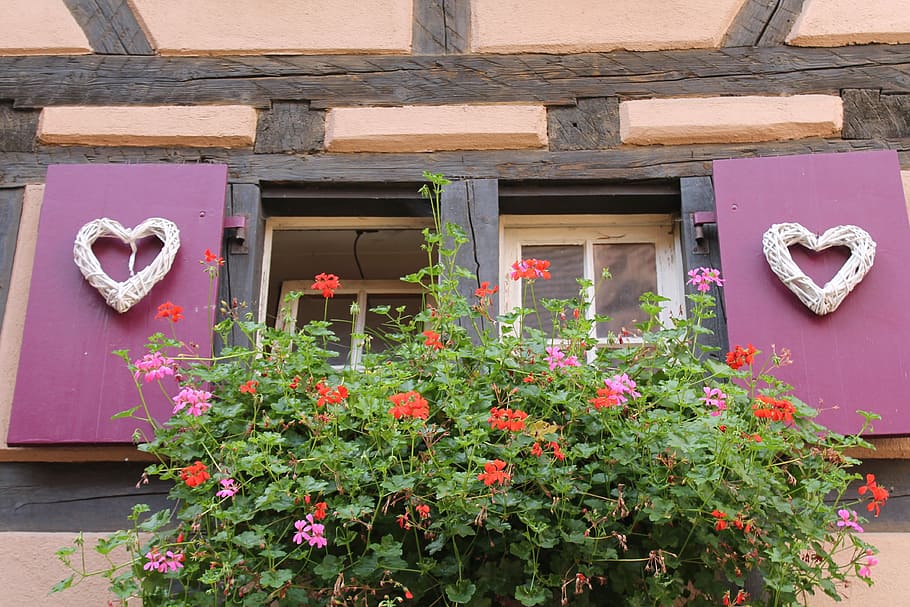 Window, Geranium, Truss, Flower Box, shutters, purple, heart HD wallpaper