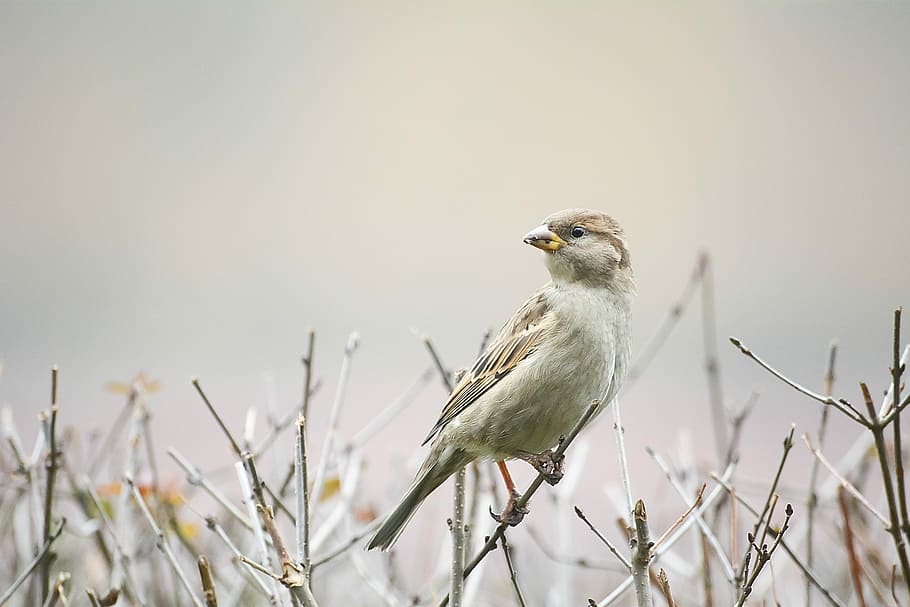 brown bird on the top of wood branch, shallow focus photography of white and brown bird HD wallpaper