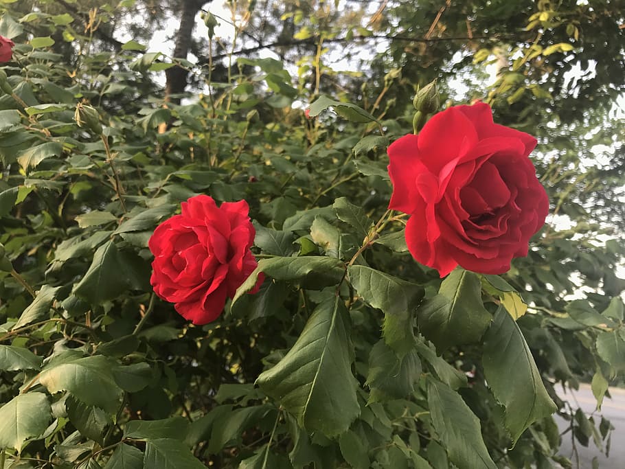 flowers, red, random, plant, flowering plant, beauty in nature HD wallpaper