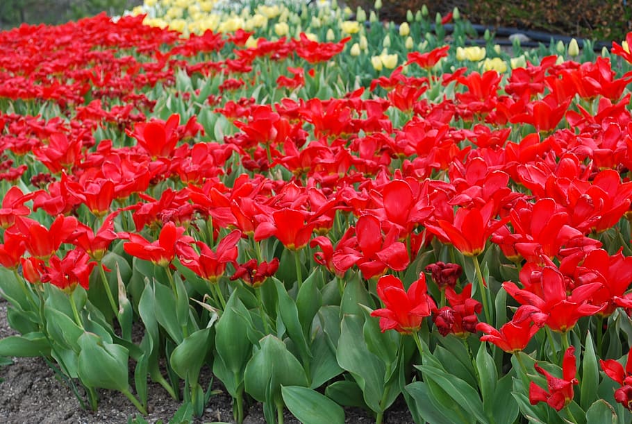 red, spring, springtime, blooming, plant, garden, floral, tulip HD wallpaper