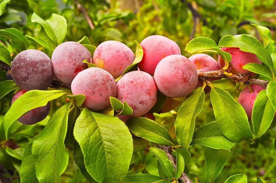 closed up photo of red fruits, plums, berries, harvest, tree HD wallpaper