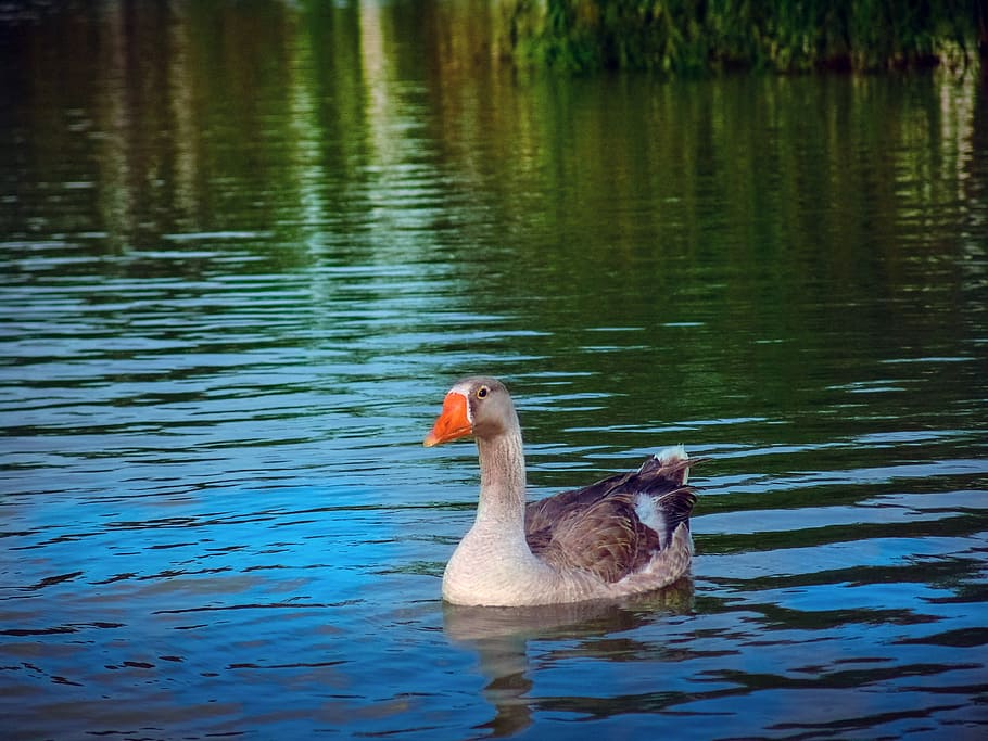 Duck, Lake, Nature, animals in the wild, animal themes, water HD wallpaper