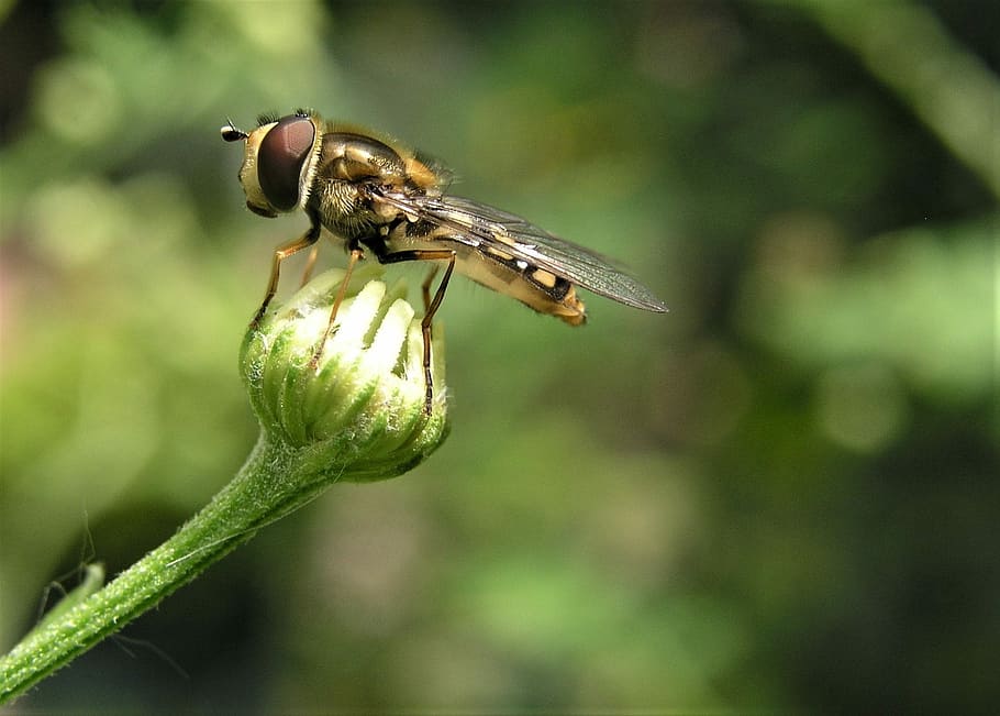 insect, nature, outdoors, fly, wildlife, animal themes, animal wildlife HD wallpaper