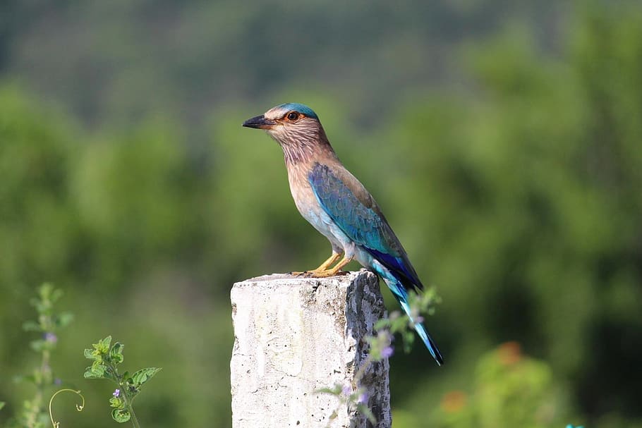 Indian Roller, Bird, Wood, perched, nature, outside, macro, HD wallpaper