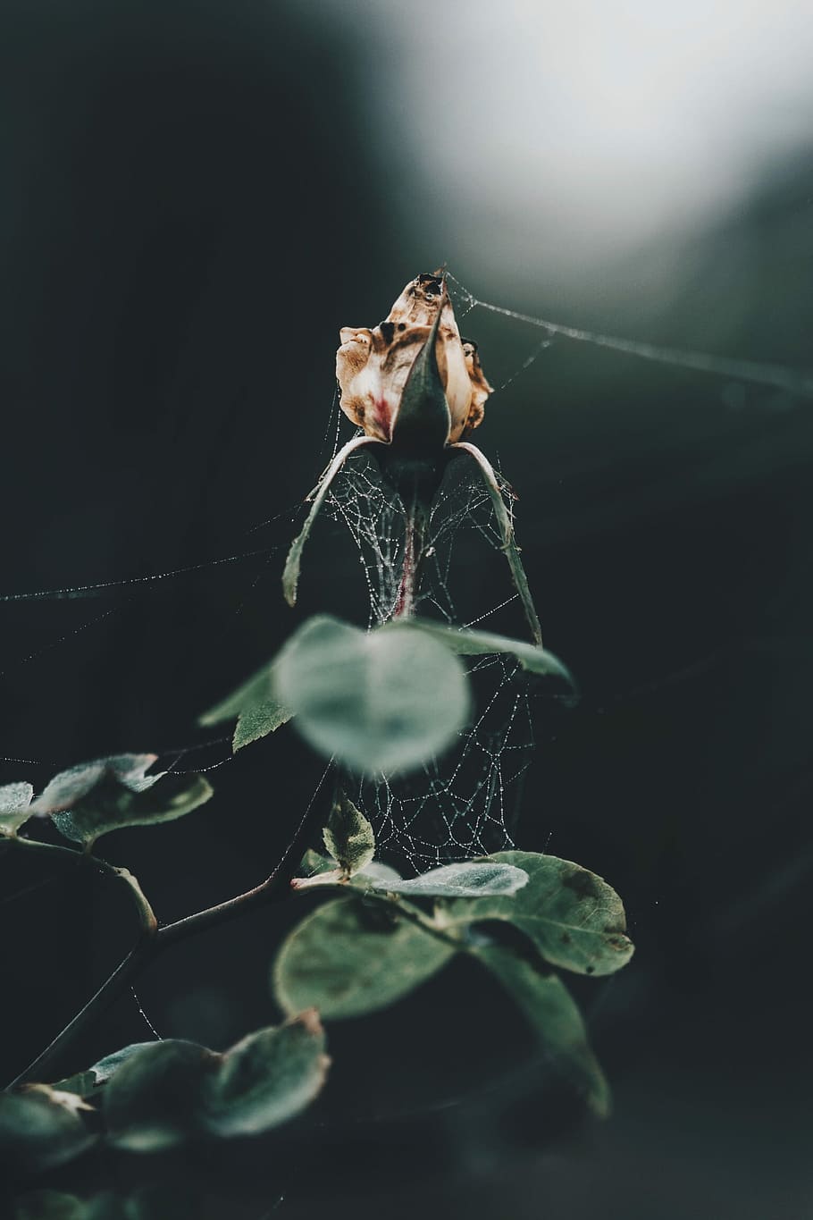 selective focus photography of spider web on white petaled flower HD wallpaper