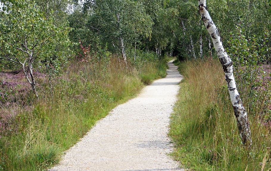 away, trail, nature, birch, promenade, nature trail, hiking HD wallpaper
