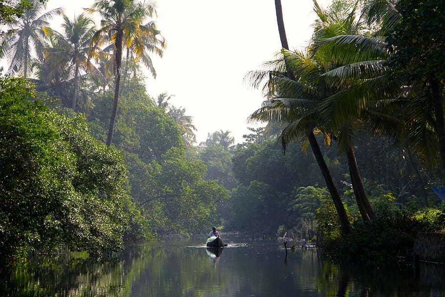 person riding boat, river, jungle, rainforest, boot, rowing boat HD wallpaper