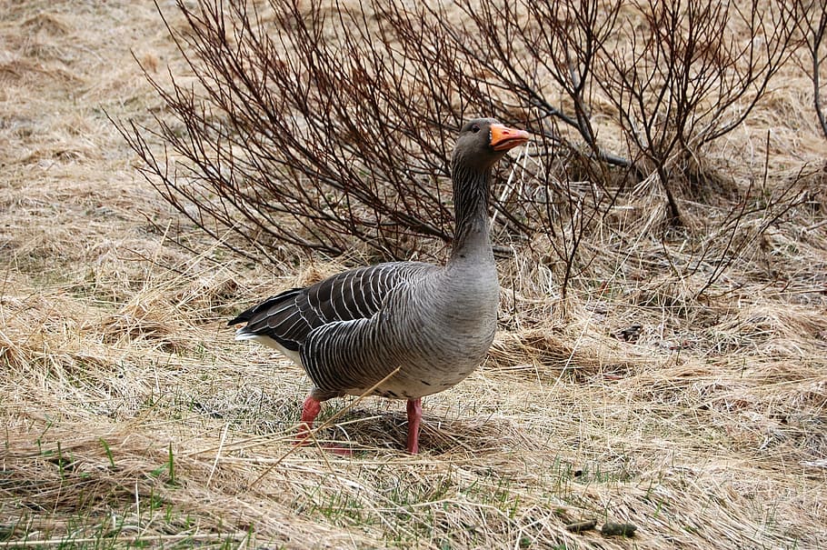 iceland, wild goose, bird, animal themes, animal wildlife, animals in the wild HD wallpaper
