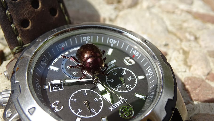clock, beetle, time, close-up, number, no people, watch, day HD wallpaper