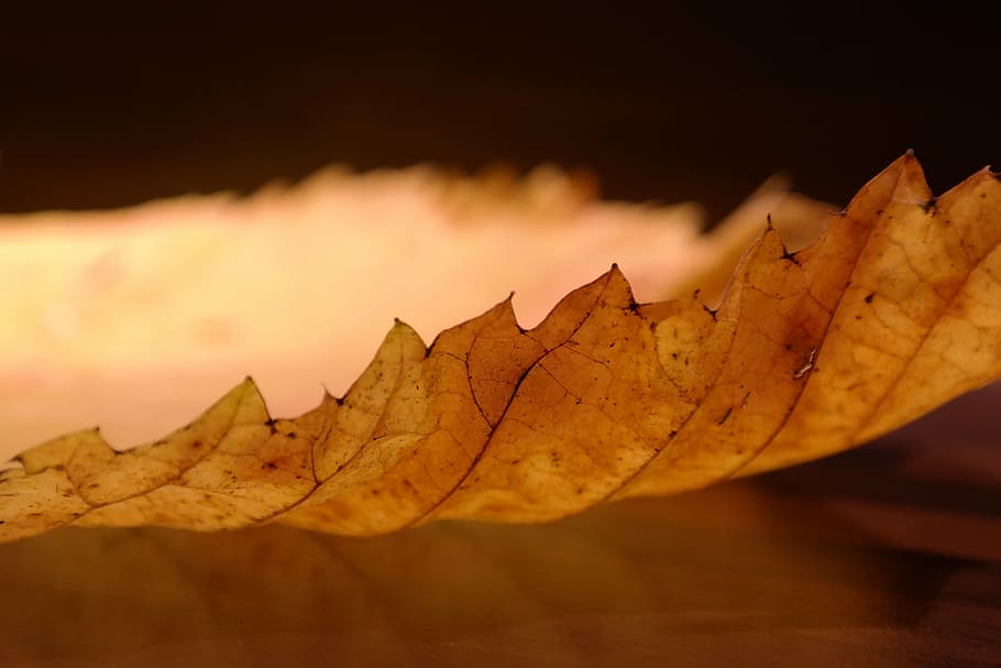 elm leaf, edge, perforation, mountain elm, elm leaves, coloring HD wallpaper