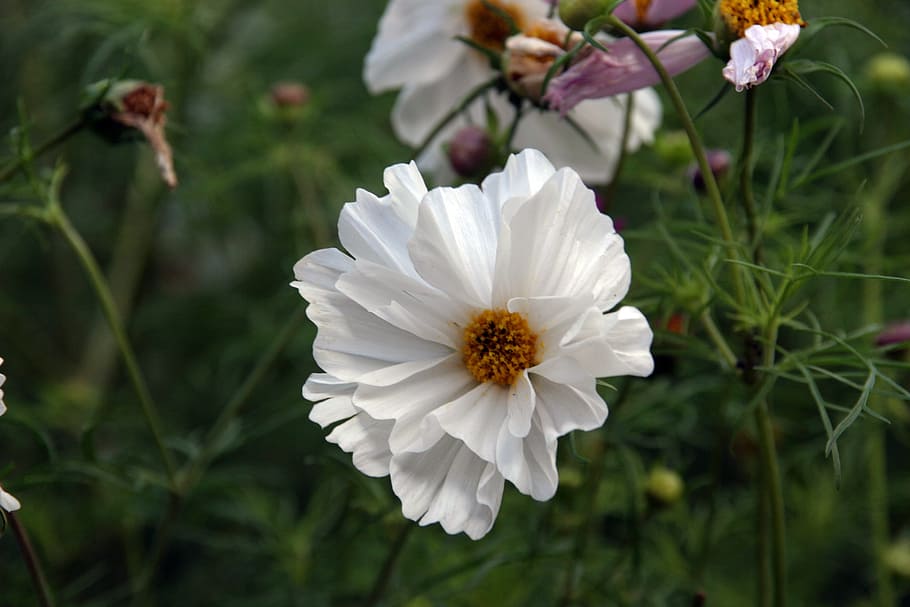 flower, white, open, nature, plant, floral, spring, blossom HD wallpaper