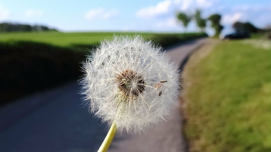 dandelion, plant, spring, nature, flower, close, pointed flower HD wallpaper