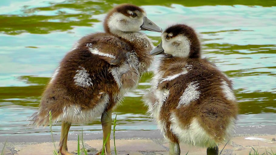 chicks, small, cute, fluff, young bird, young animals, waterfowl HD wallpaper