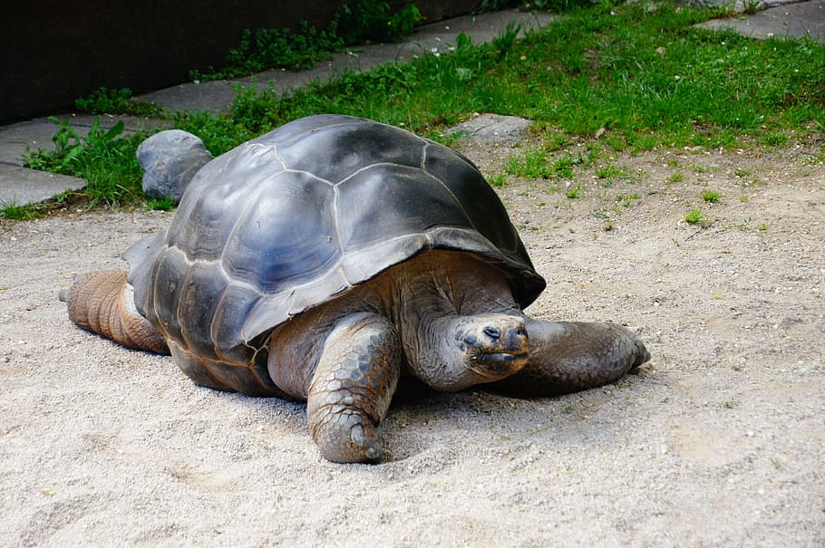 turtle, giant tortoise, panzer, armored, reptile, 250 years HD wallpaper