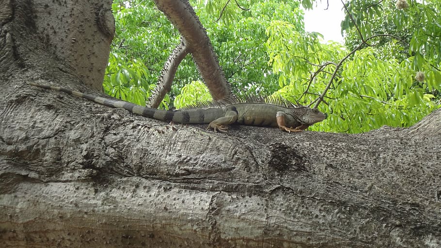 iguana, tree, nature, lizard, reptile, animal, wildlife, dragon HD wallpaper