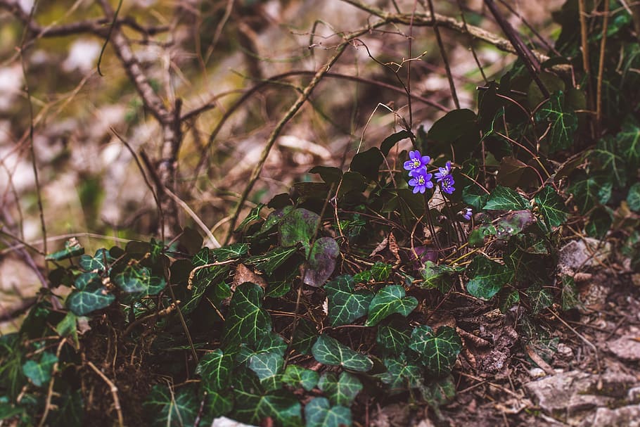 Nature, Wood, Forrest, flower, no people, growth, tree, outdoors HD wallpaper