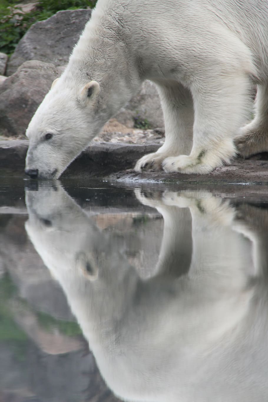 polar bear drinking water, animal, mammal, ice floe, cold, animal themes, HD wallpaper
