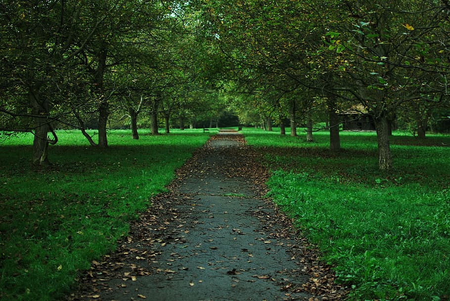 path, trees, nature, landscape, autumn, plant, growth, tranquility HD wallpaper