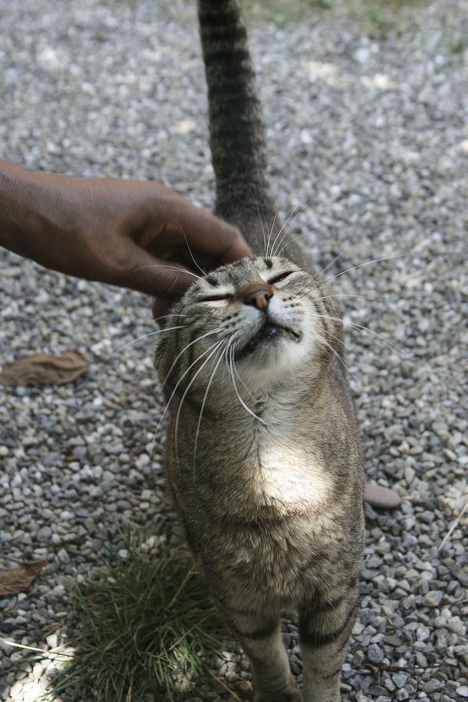 cat, stroke, donation, purr, enjoy, eyes closed, smooch, love HD wallpaper