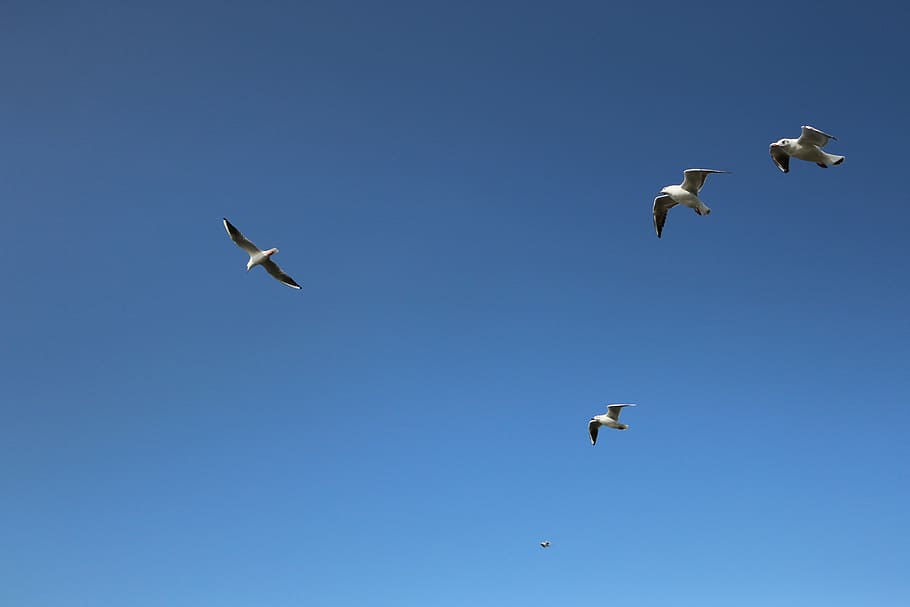 seagull, background, blue sky, flight, wings, birds, fauna HD wallpaper
