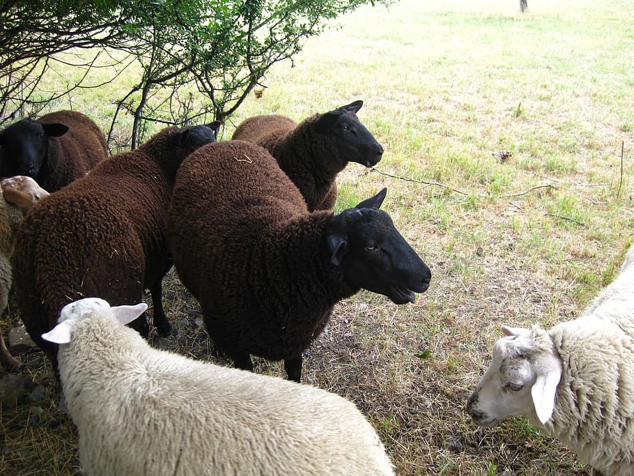 Sheep, Soft, Wool, White, Flock, black, farm, agriculture, livestock HD wallpaper