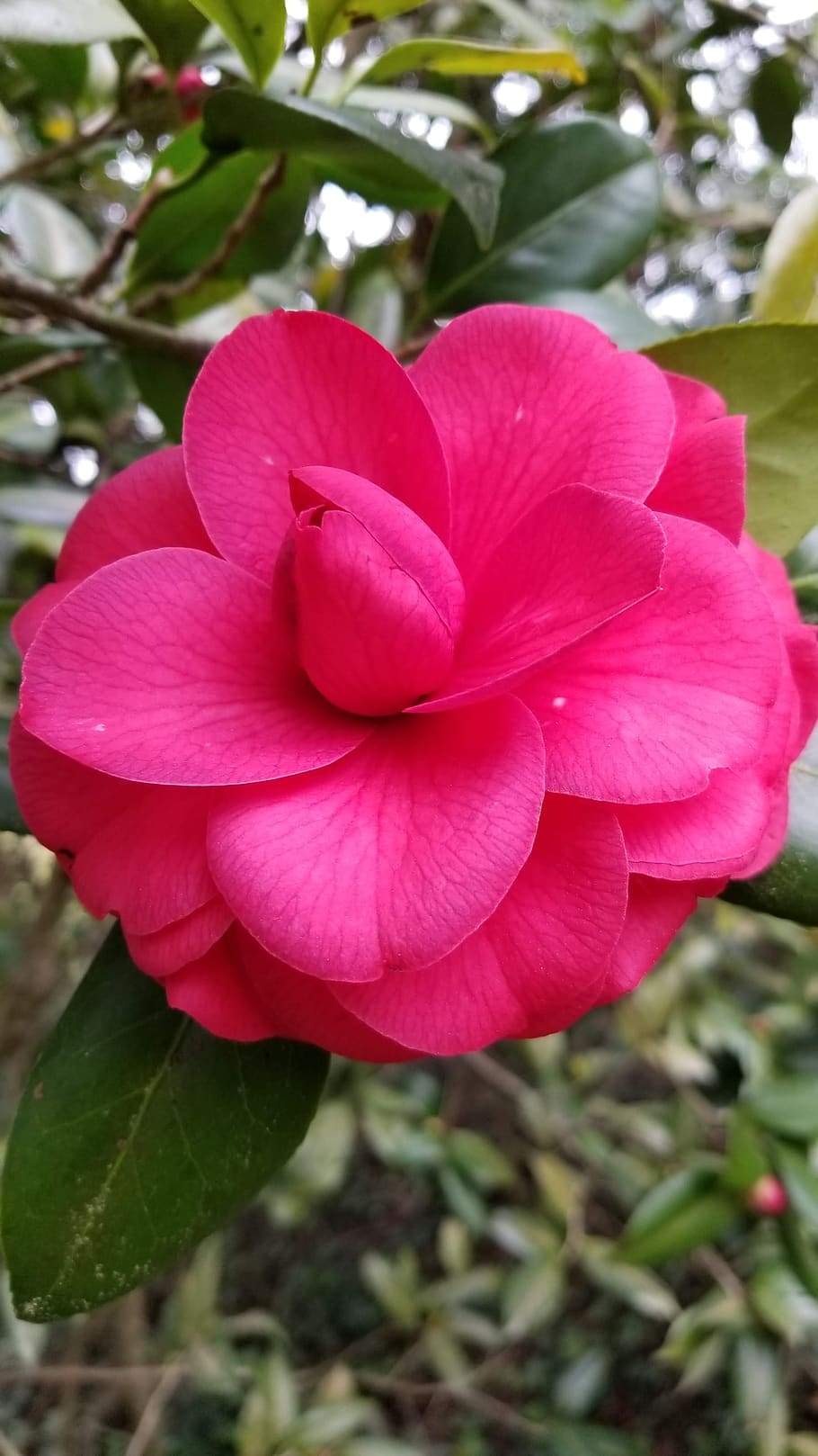 flower, pink, bloom, camellia, flowering plant, growth, petal, HD wallpaper