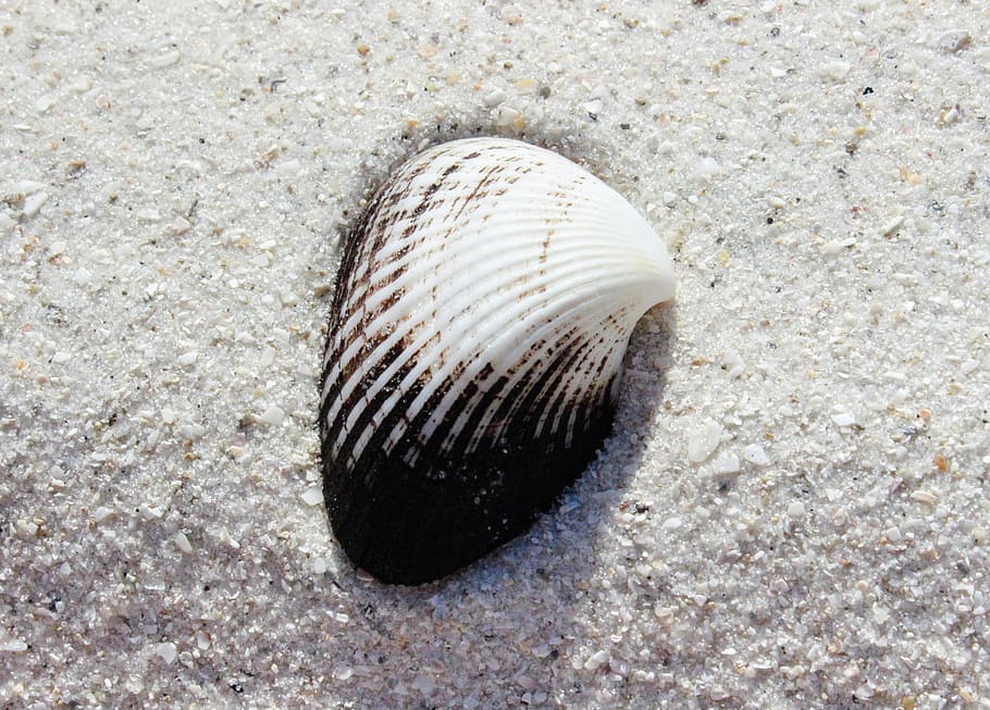 white and black seashell on white sand, white and black seashell HD wallpaper