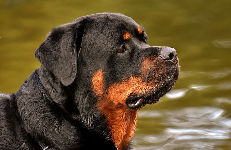 black and tan Rottweiler swimming water at daytime, purebred dog, HD wallpaper
