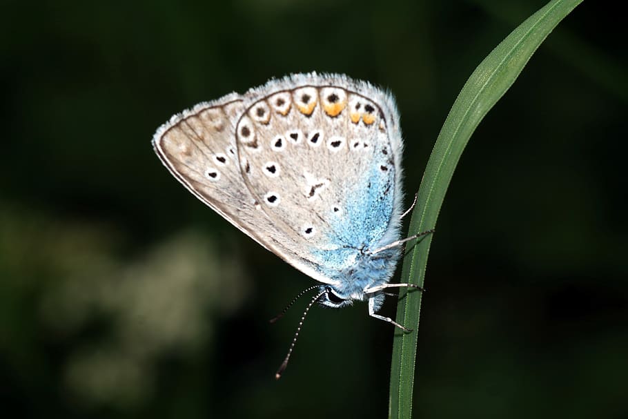 butterfly, macro, nature, insect, invertebrate, animal wildlife HD wallpaper