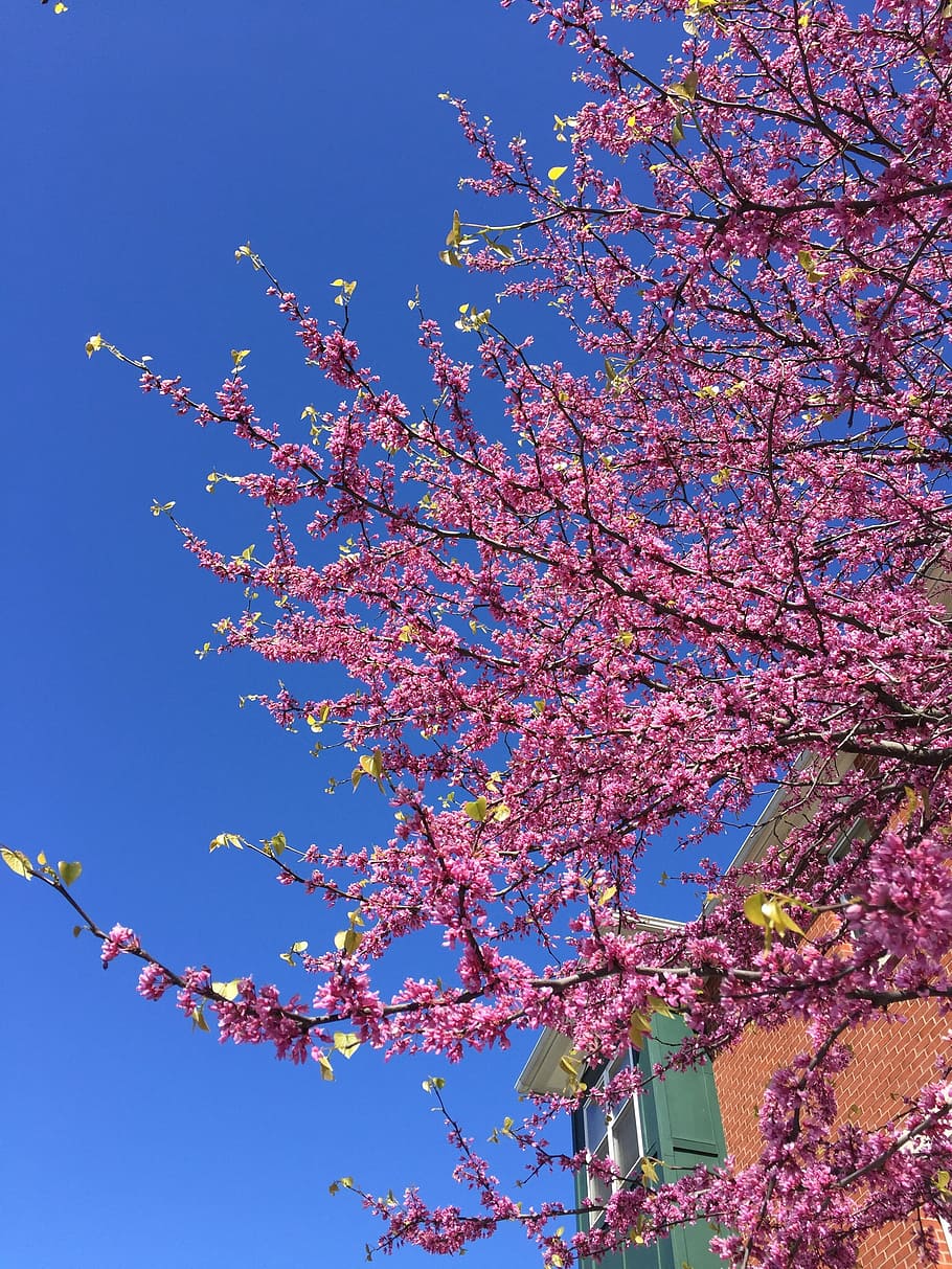 Sky, Blue, Pink, Blossoms, Spring, nature, color, bright, light HD wallpaper