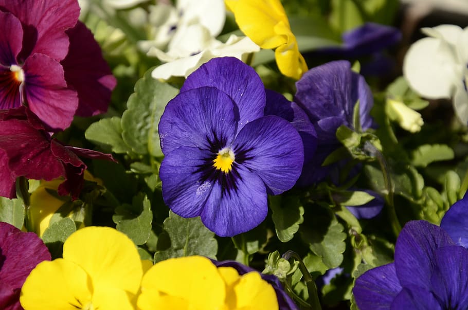 pansy, spring, violet, purple, flowering plant, petal, vulnerability HD wallpaper
