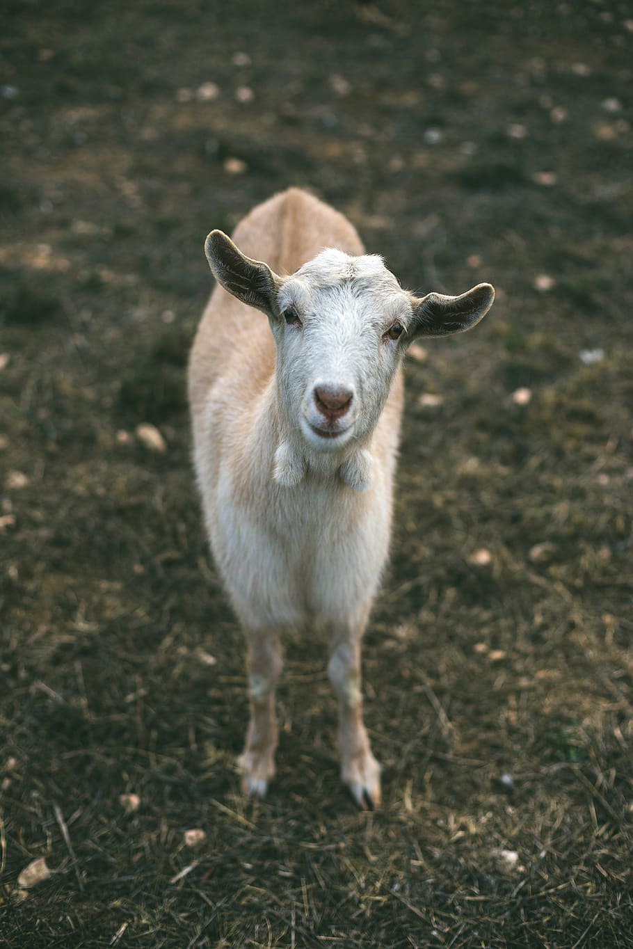 shallow focus photography of white goat, mammal, animal, livestock HD wallpaper