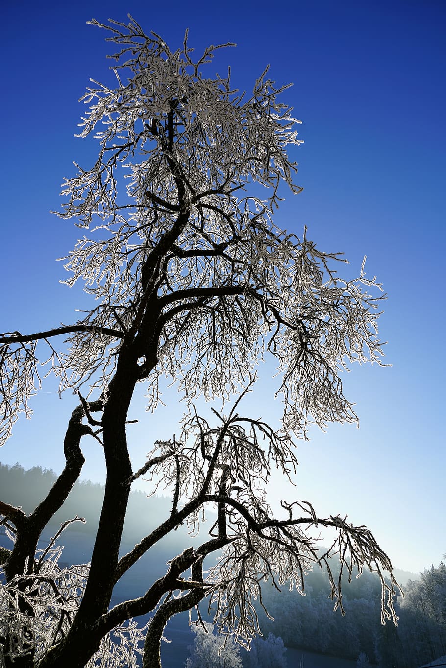 tree, hoarfrost, winter, iced, snow, cold, wintry, branches HD wallpaper