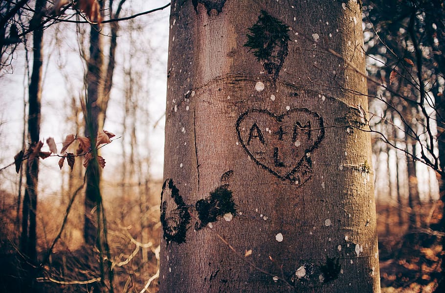 Hd Wallpaper Brown Tree With Carvings Heart Love Embark Woods