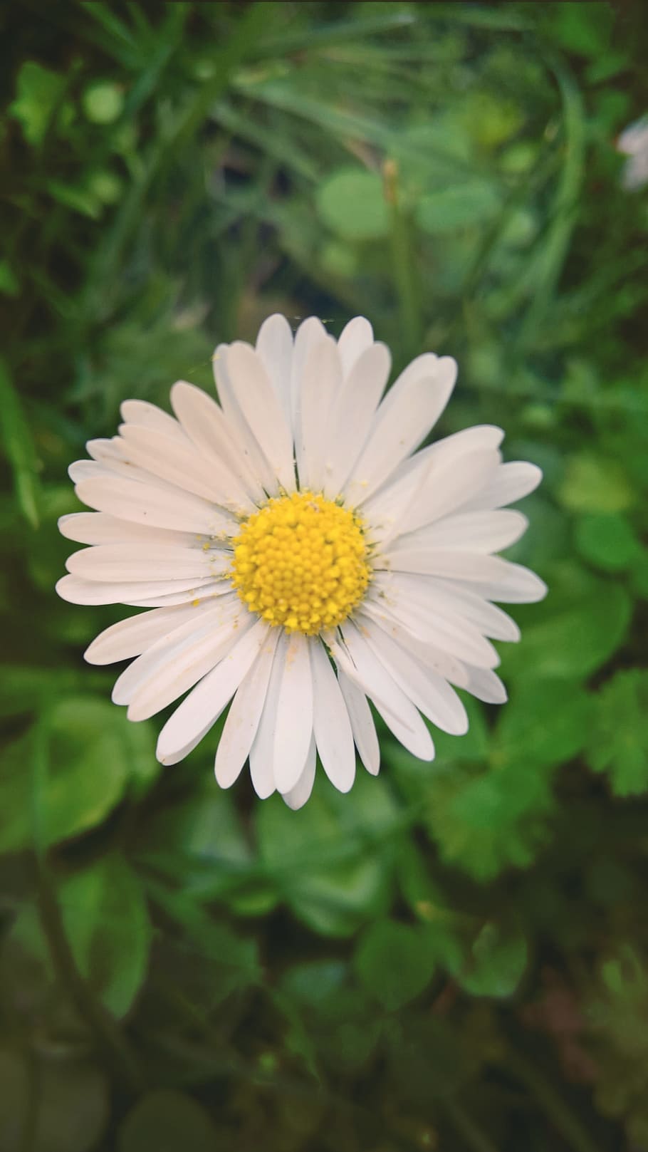 nature, art, background, close, yellow, garden, flowering plant HD wallpaper