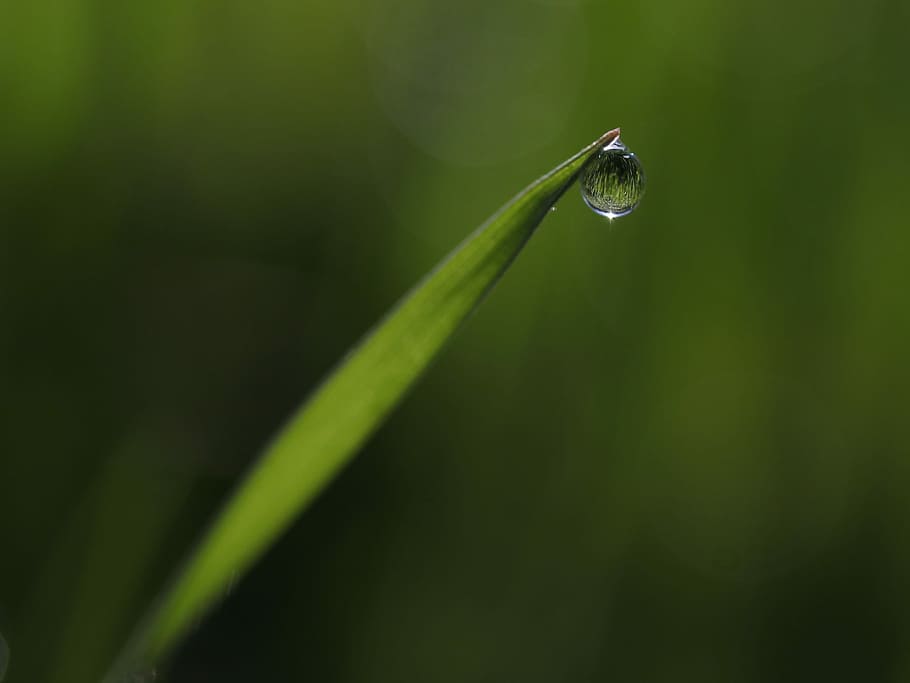 grass, dew, green, drops, bokeh, water, wet, supplies, nature HD wallpaper