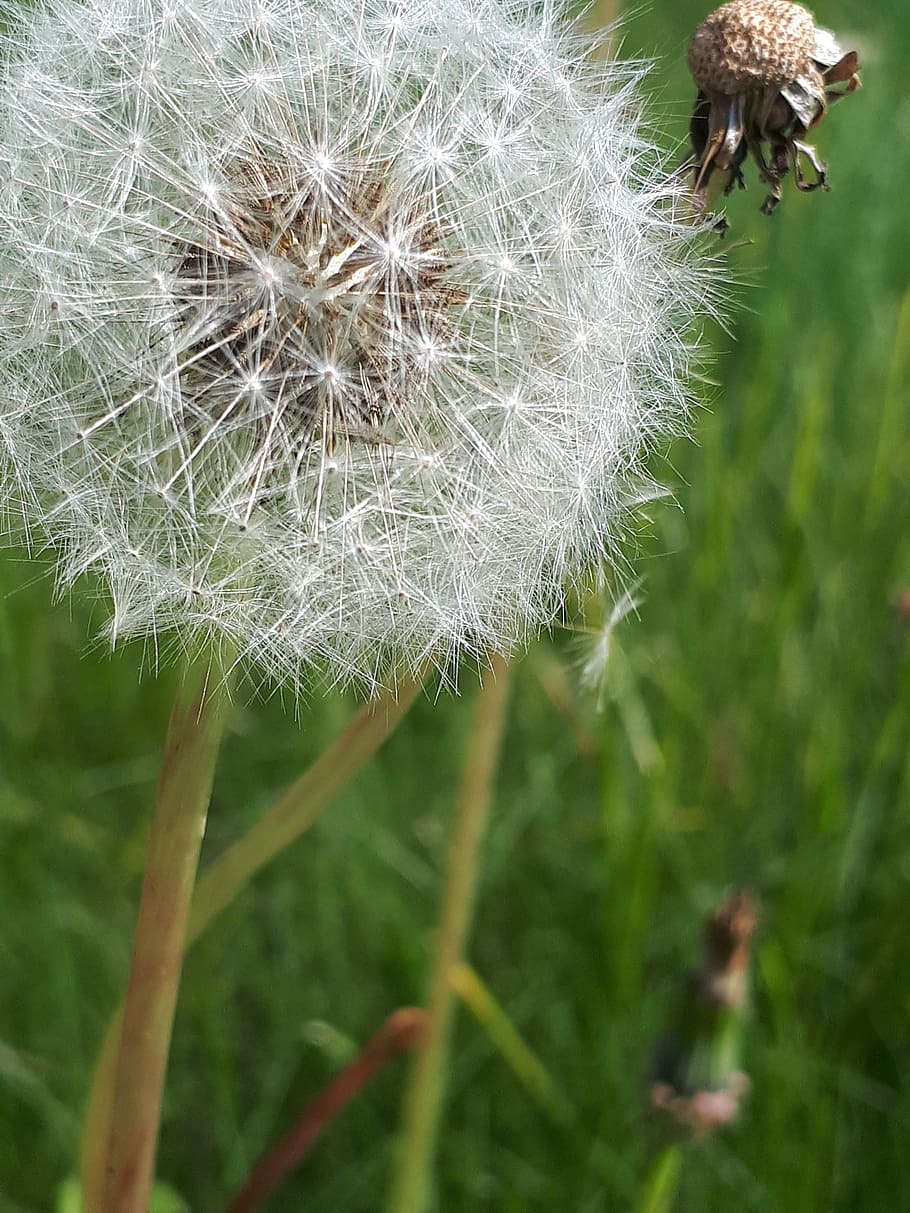 dandelion, grass, plant, flowering plant, close-up, fragility HD wallpaper
