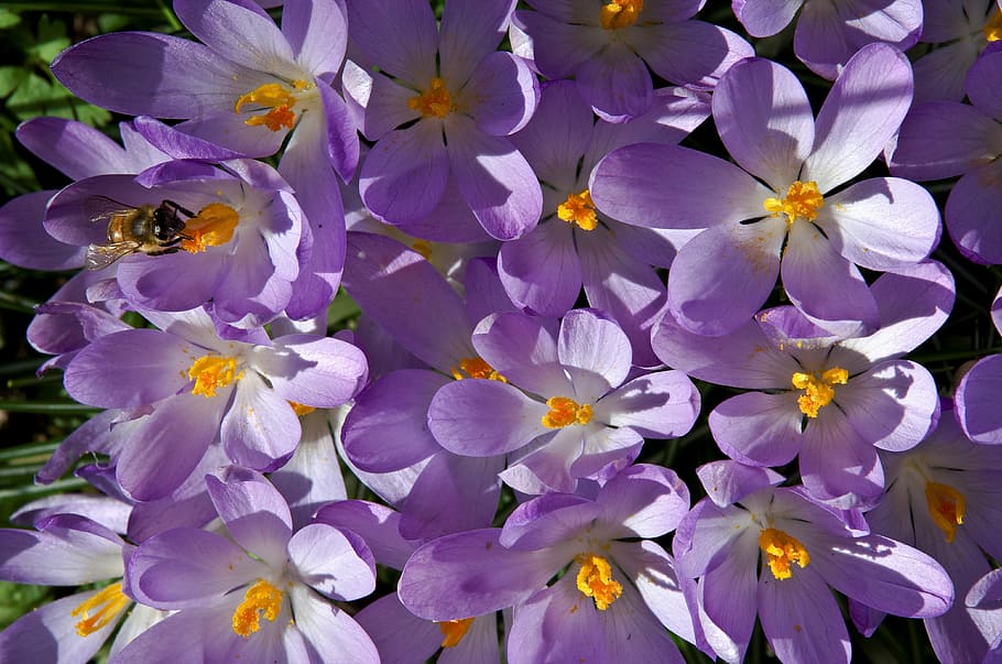 crocus, purple, spring, blossom, bloom, spring flower, bee HD wallpaper